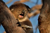 Koala - Phascolarctos cinereus 4583